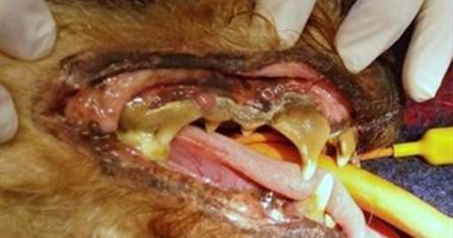 tandsygdomme-hos-hund-602x441_a